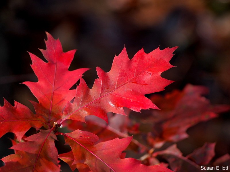 Northern Red Oak photo 6
