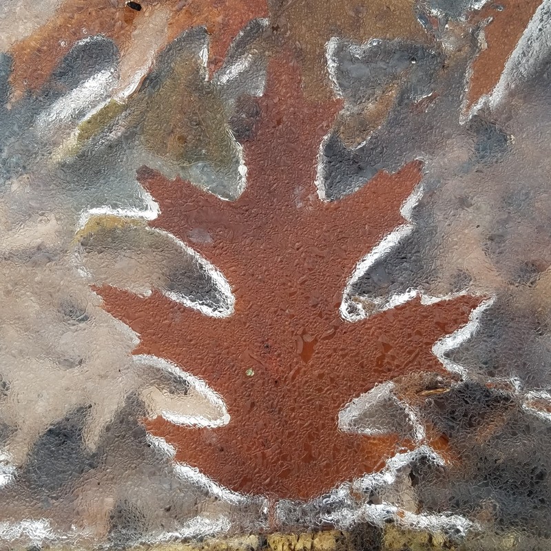 Northern Red Oak photo 7