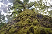 Quercus rubramenta