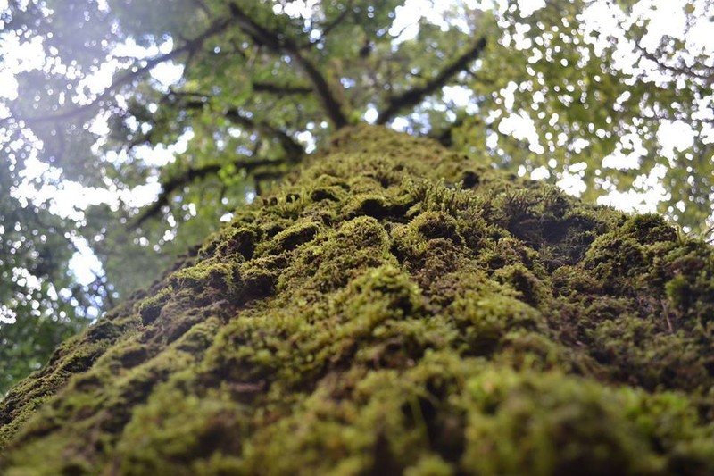 Quercus rubramenta