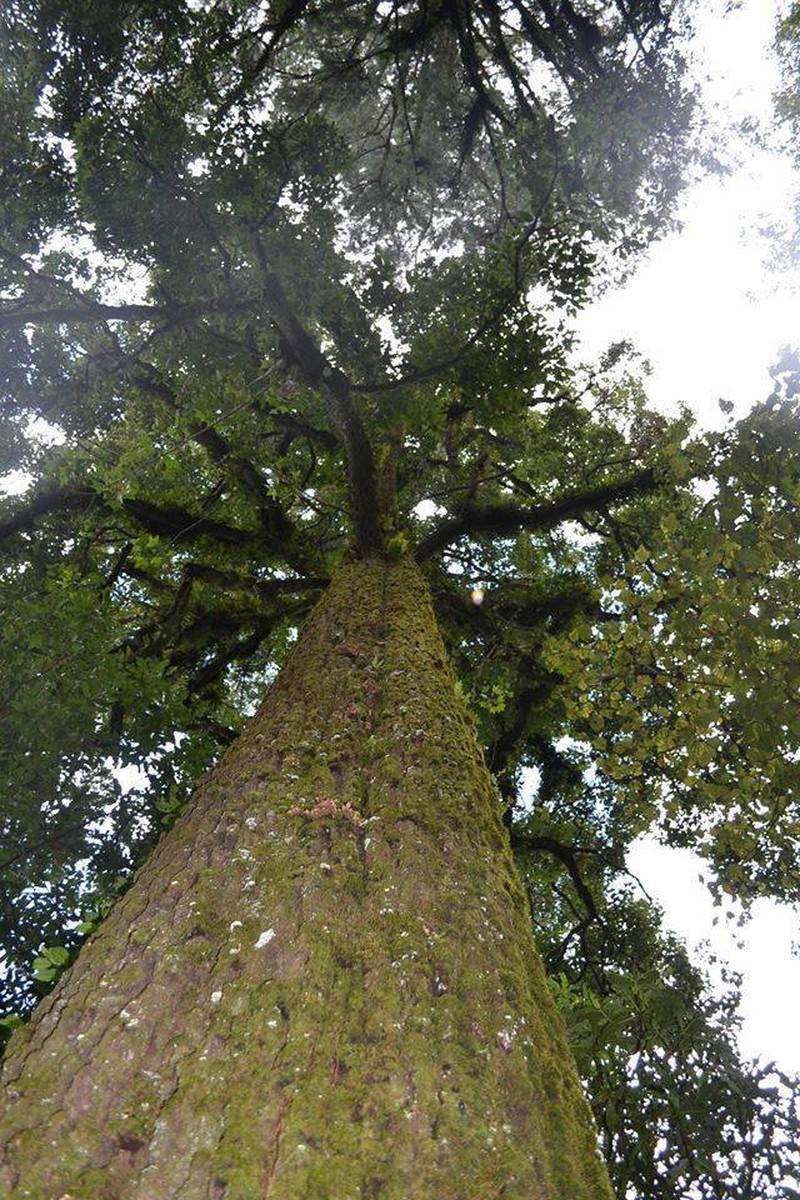 Quercus rubramenta photo 2