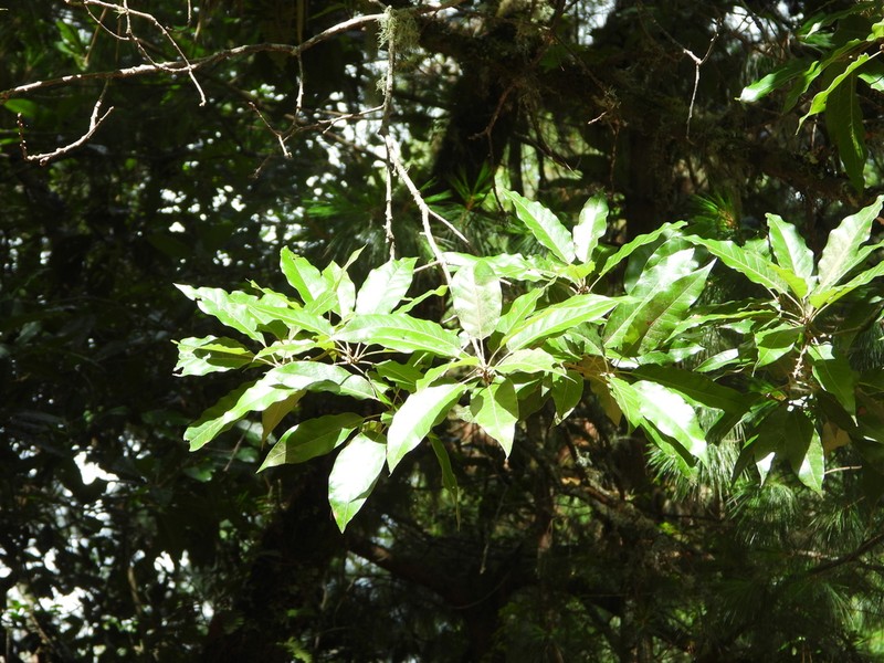 Quercus rubramenta photo 3
