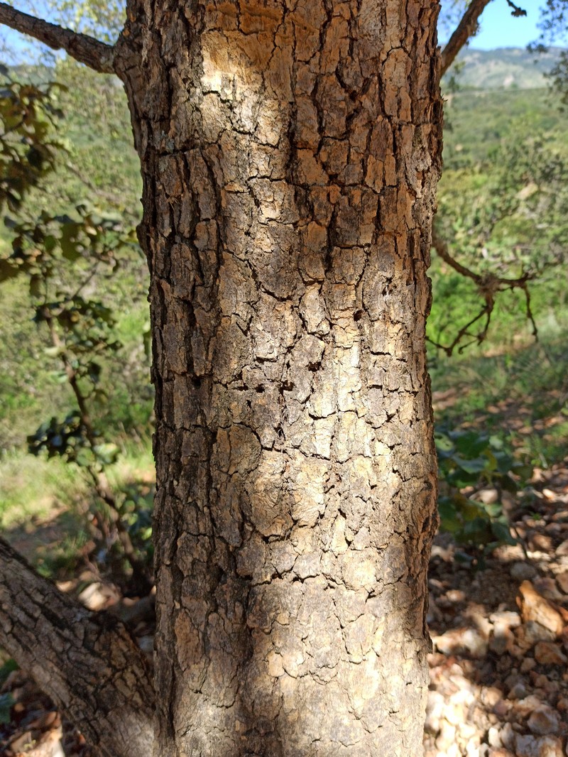 Netleaf Oak photo 4