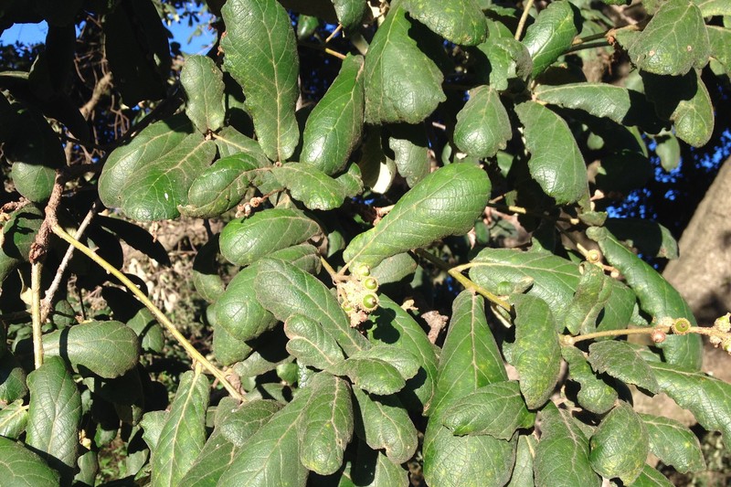 Netleaf Oak photo 5
