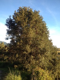 Netleaf Oak