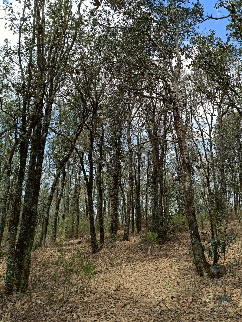 Netleaf Oak photo 2