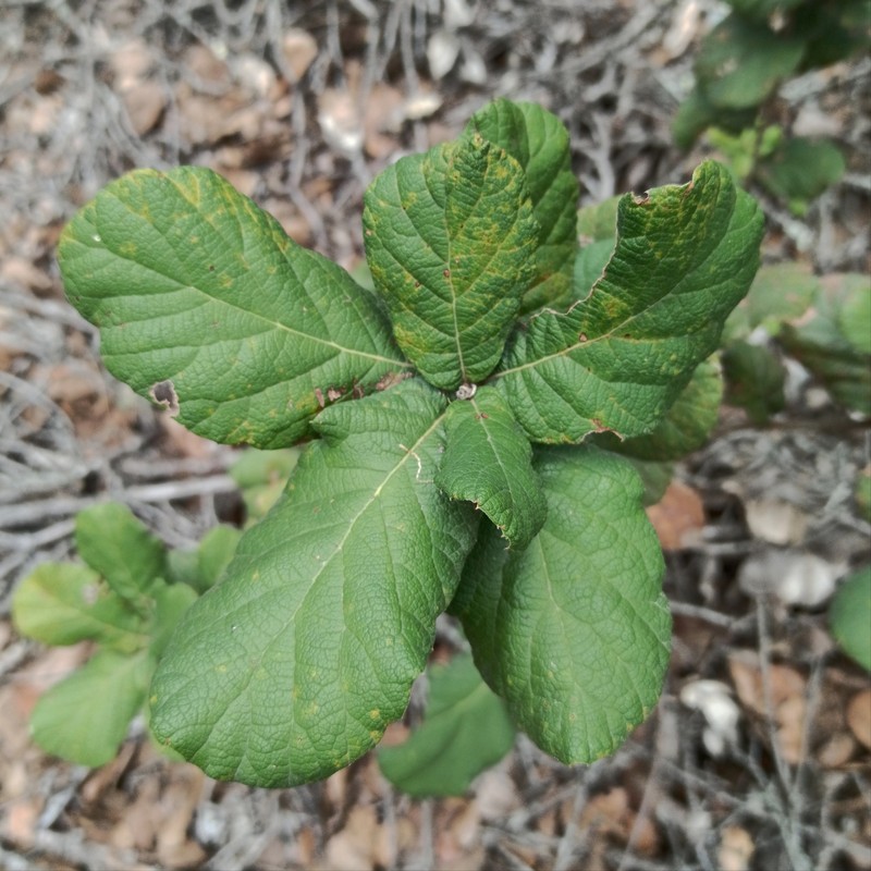 Netleaf Oak photo 3