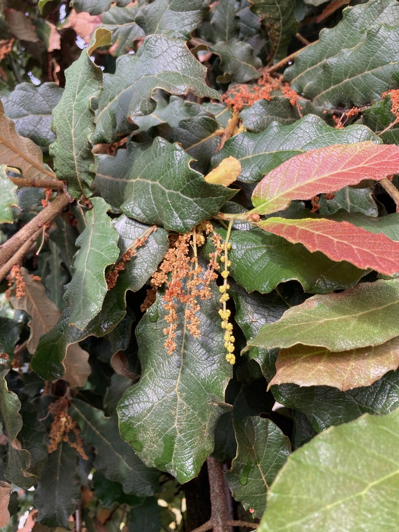 Netleaf Oak photo 4