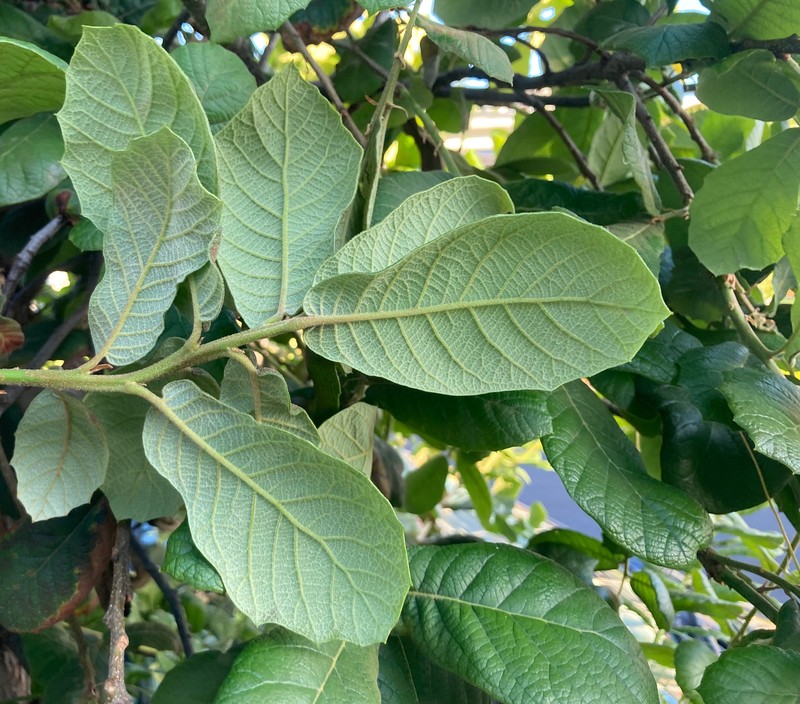 Netleaf Oak photo 6
