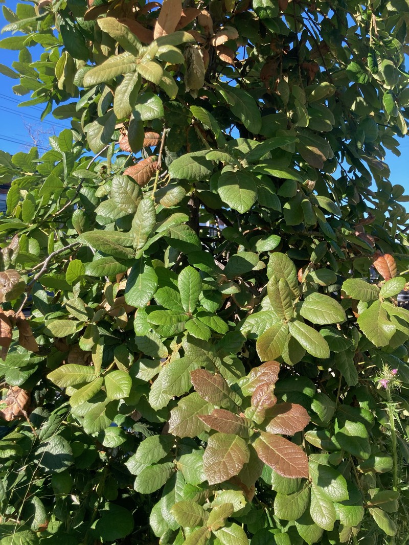 Netleaf Oak photo 7