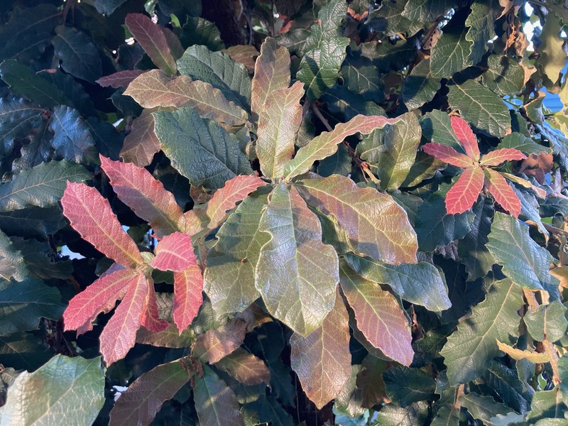 Netleaf Oak photo 8