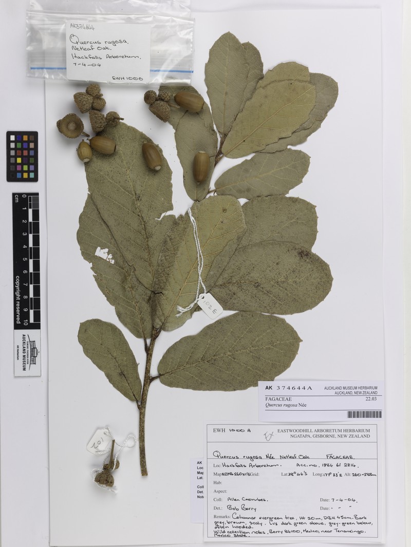Netleaf Oak photo 9