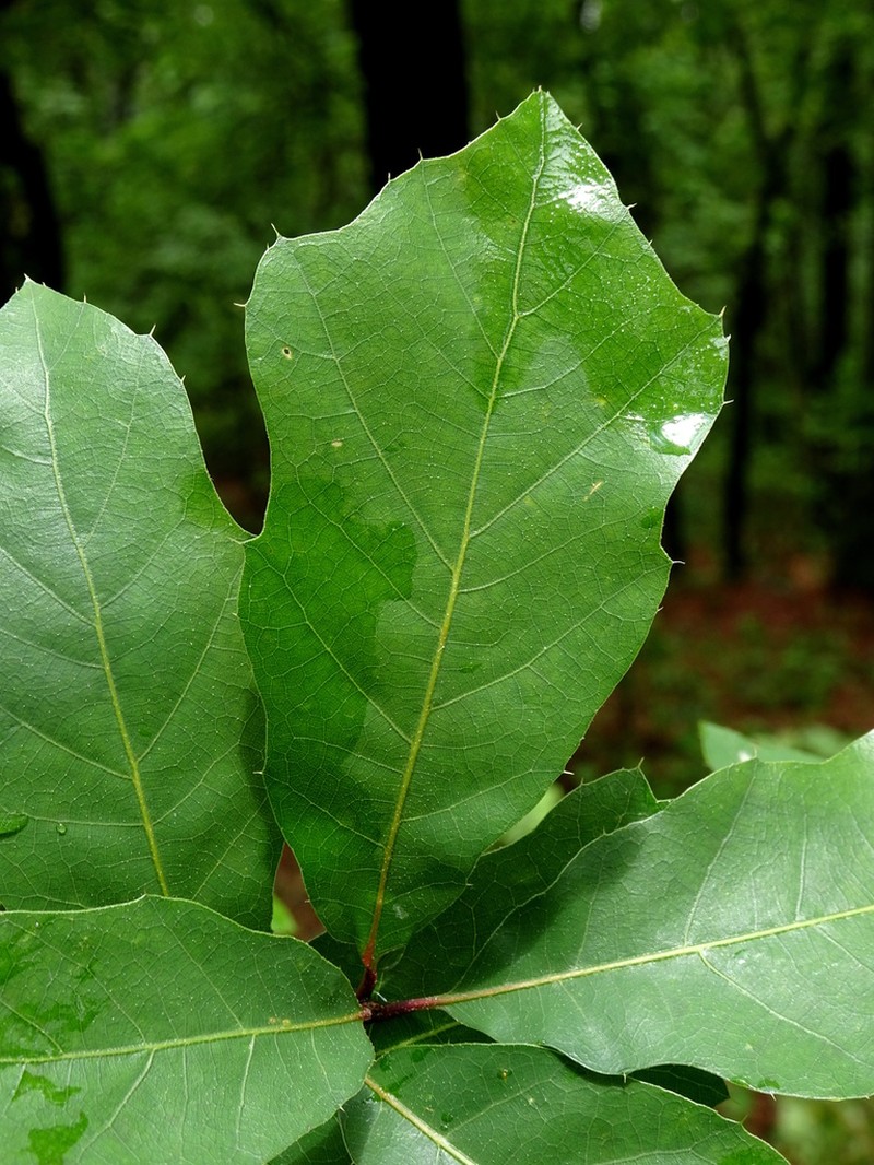 Quercus runcinatifolia