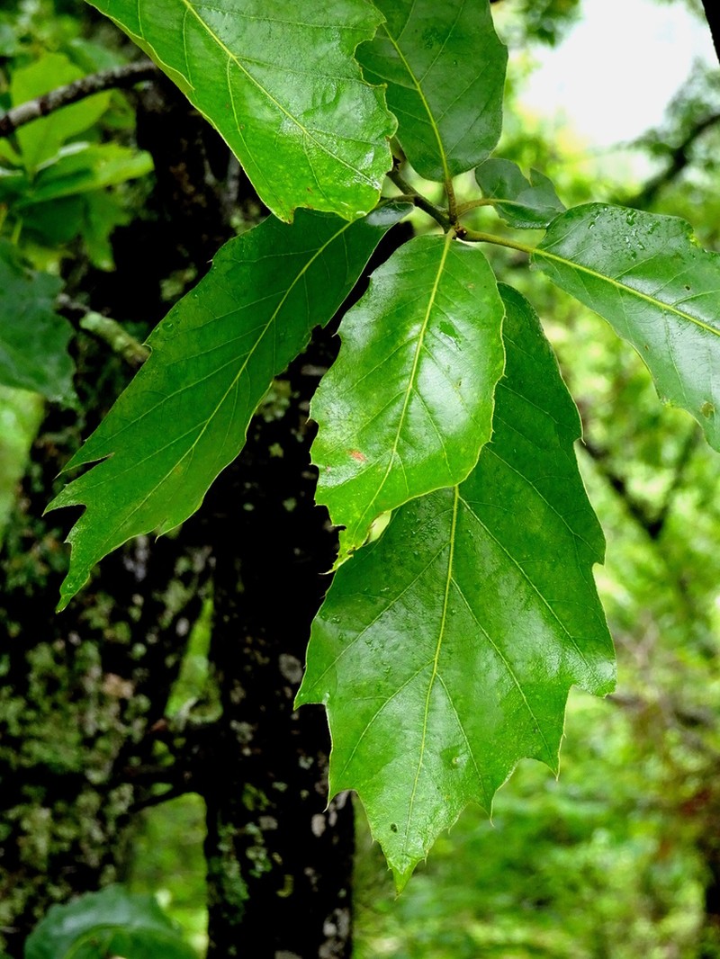 Quercus runcinatifolia photo 2
