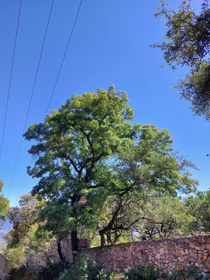 Quercus runcinatifolia photo 3