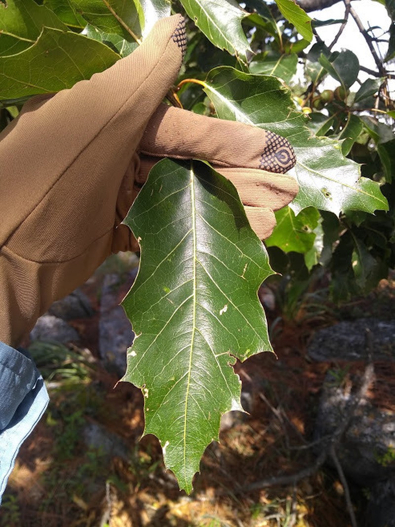 Quercus runcinatifolia photo 4