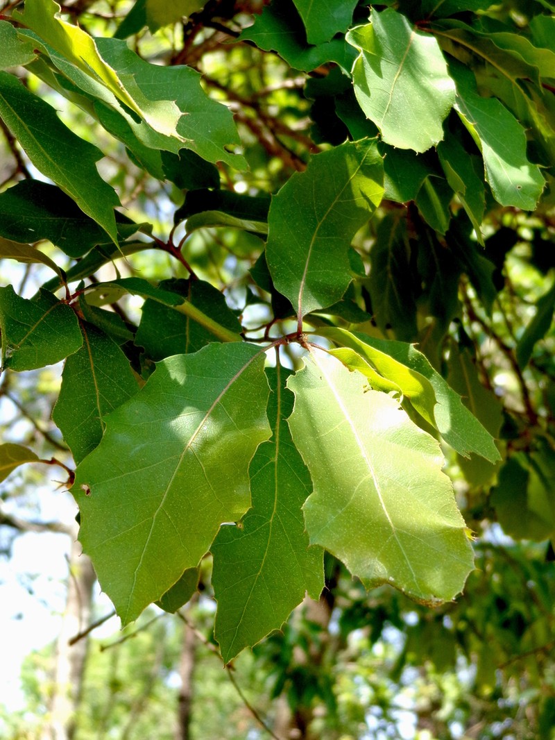 Quercus runcinatifolia photo 5