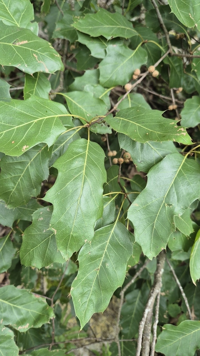 Quercus runcinatifolia photo 6