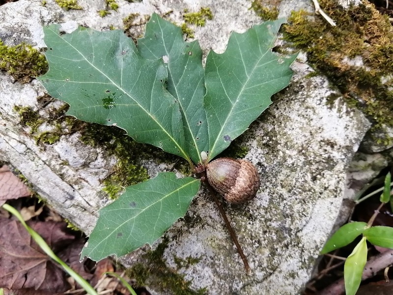 Quercus runcinatifolia photo 7