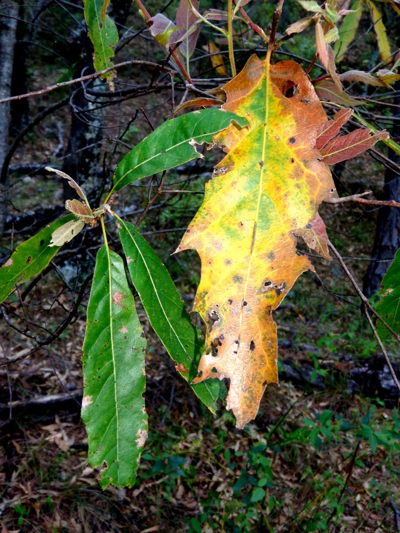 Quercus runcinatifolia photo 8