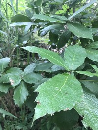 Quercus rysophylla