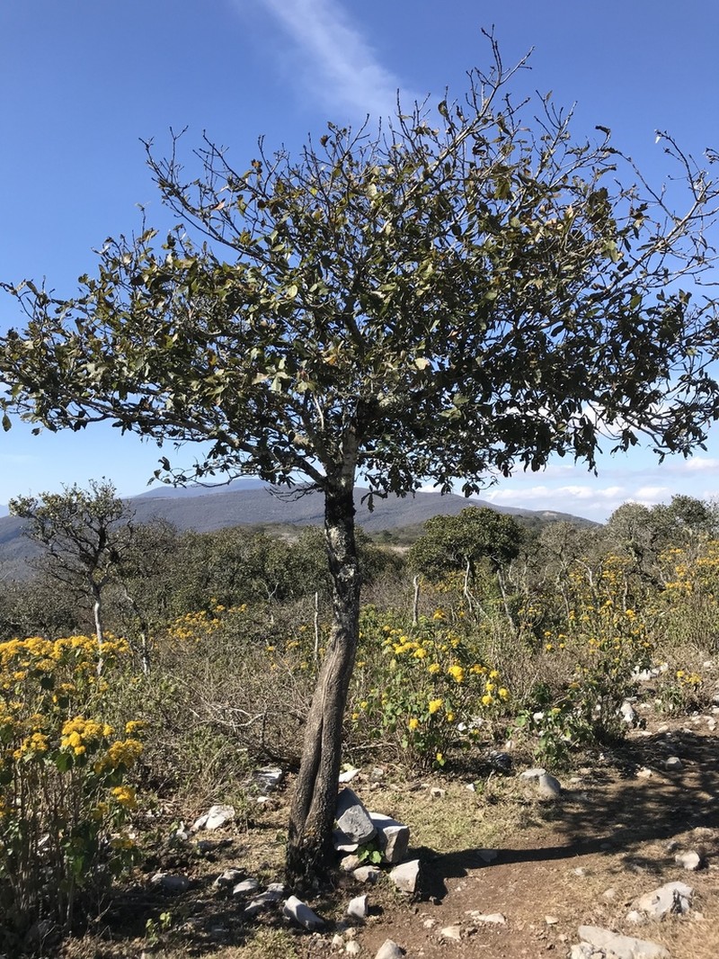 Quercus rysophylla photo 2