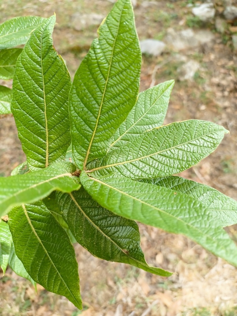 Quercus rysophylla photo 3