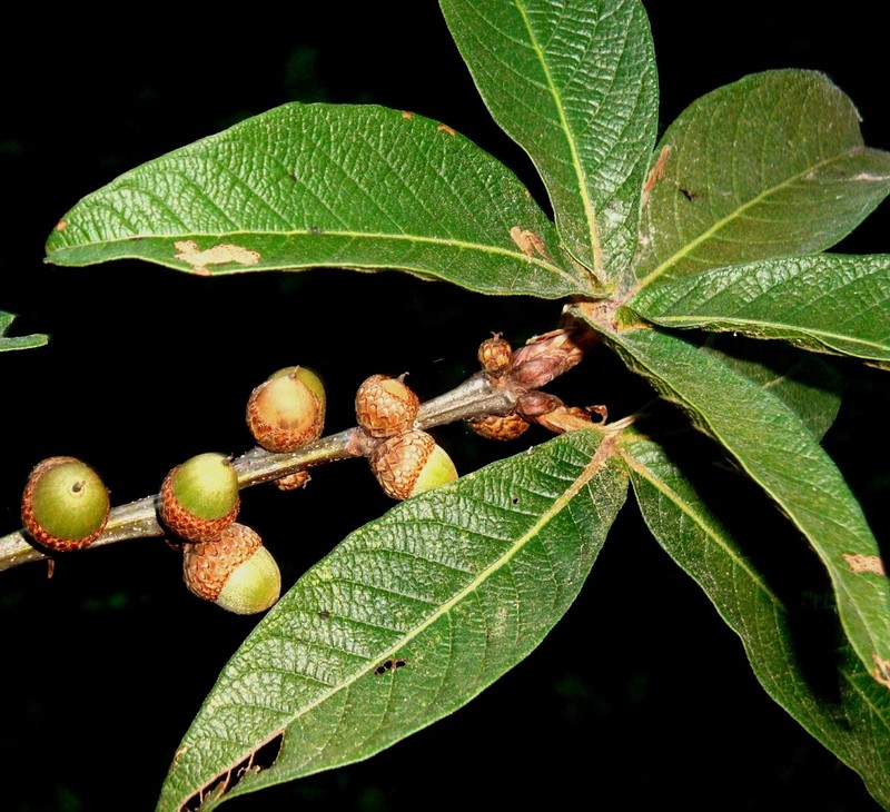 Quercus rysophylla photo 4