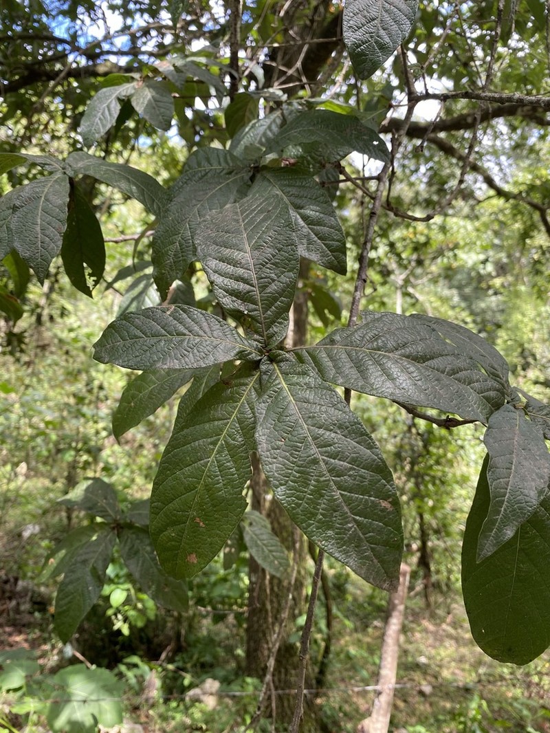 Quercus rysophylla photo 5