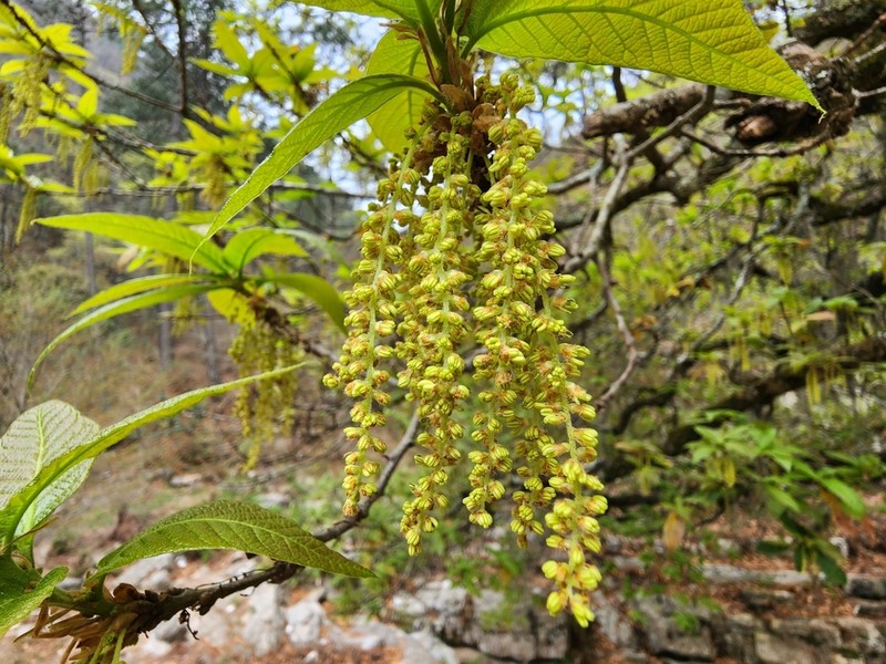 Quercus rysophylla photo 6