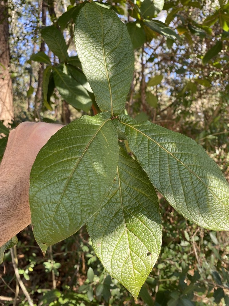 Quercus rysophylla photo 7