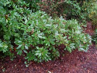 Deer Oak