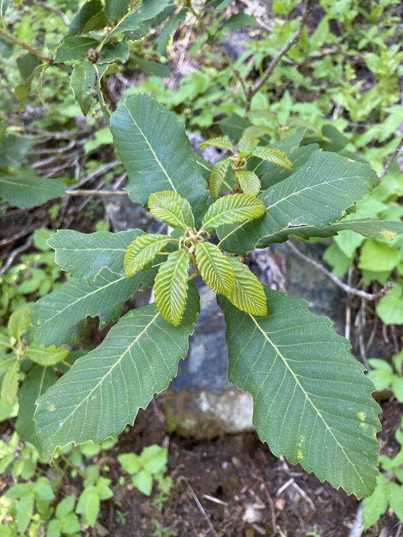 Deer Oak photo 3