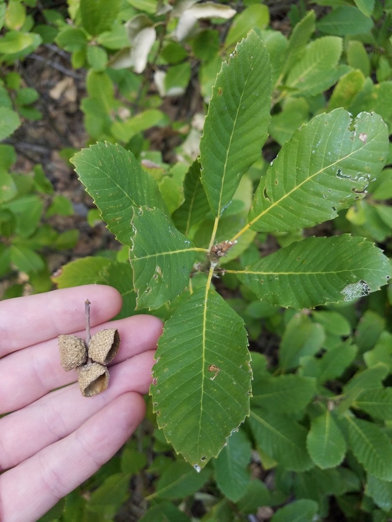 Deer Oak photo 6