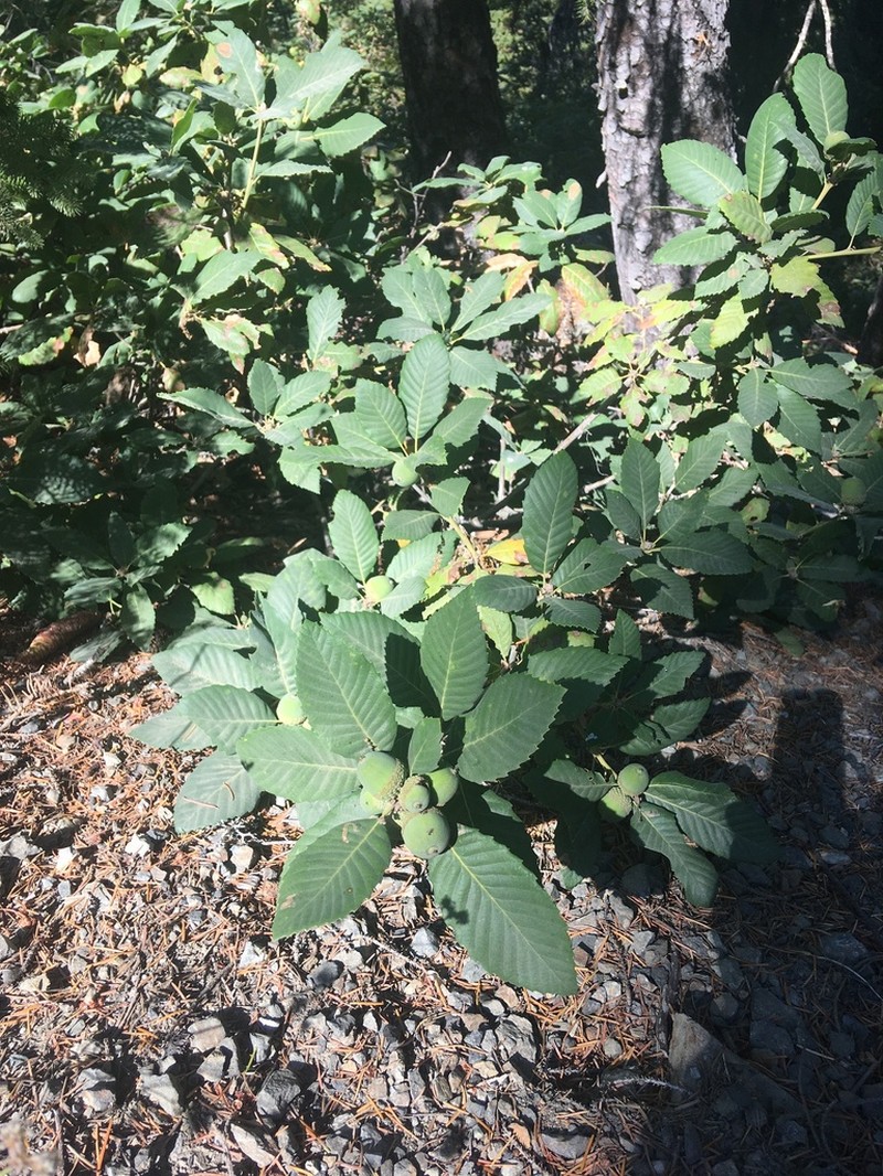Deer Oak photo 7