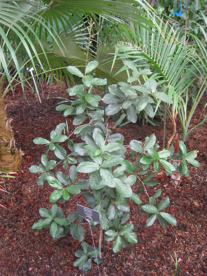 Quercus sagraeana