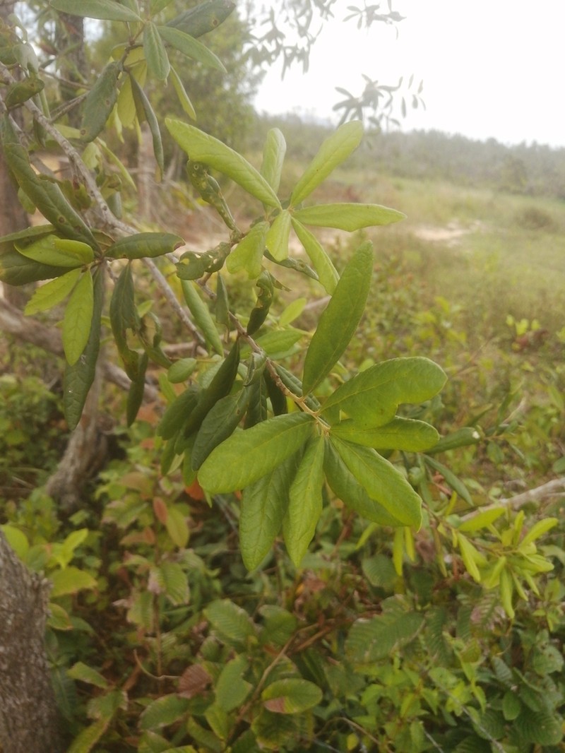 Quercus sagraeana photo 2