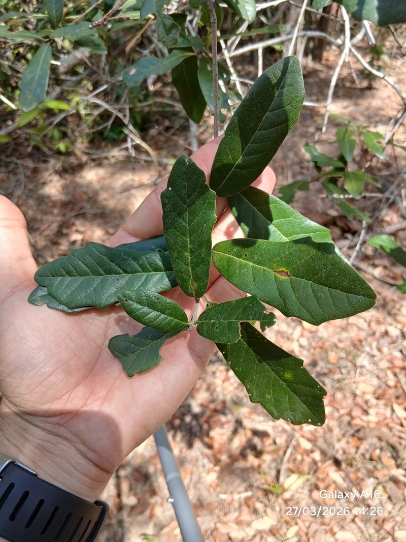 Quercus sagraeana photo 3
