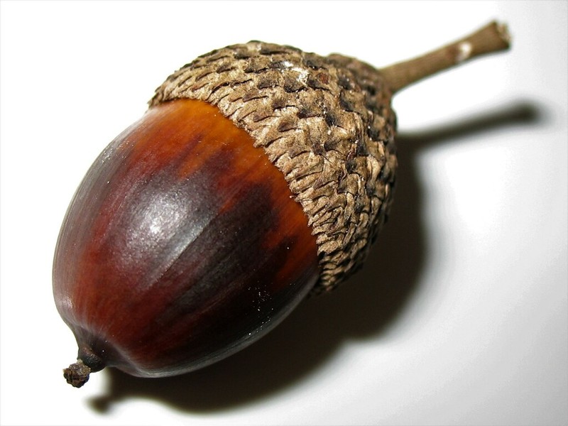Quercus sagraeana photo 4
