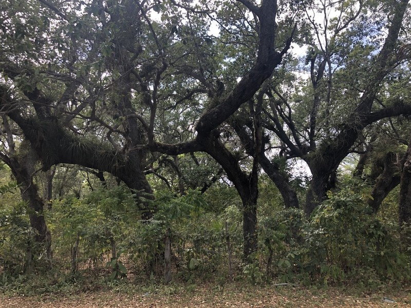 Quercus sagraeana photo 5