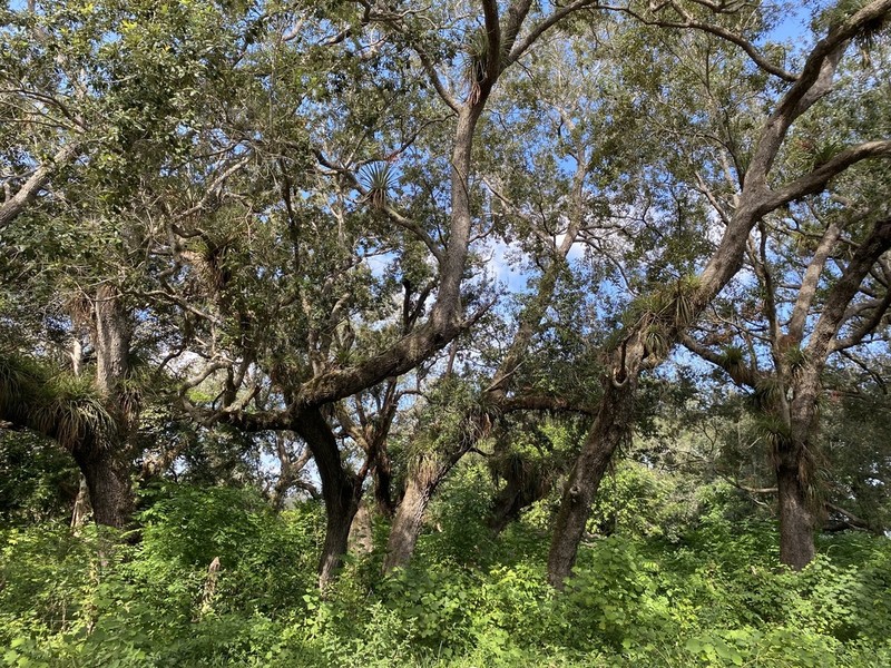 Quercus sagraeana photo 6