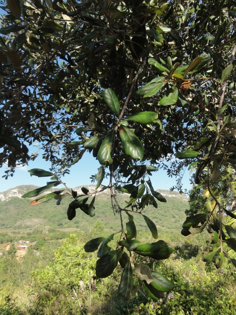 Quercus sagraeana photo 7
