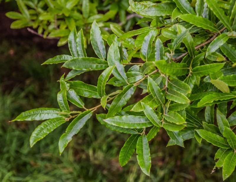 Quercus salicifolia