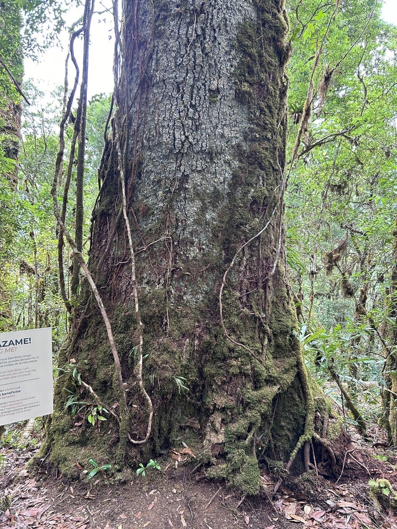 Quercus salicifolia photo 2