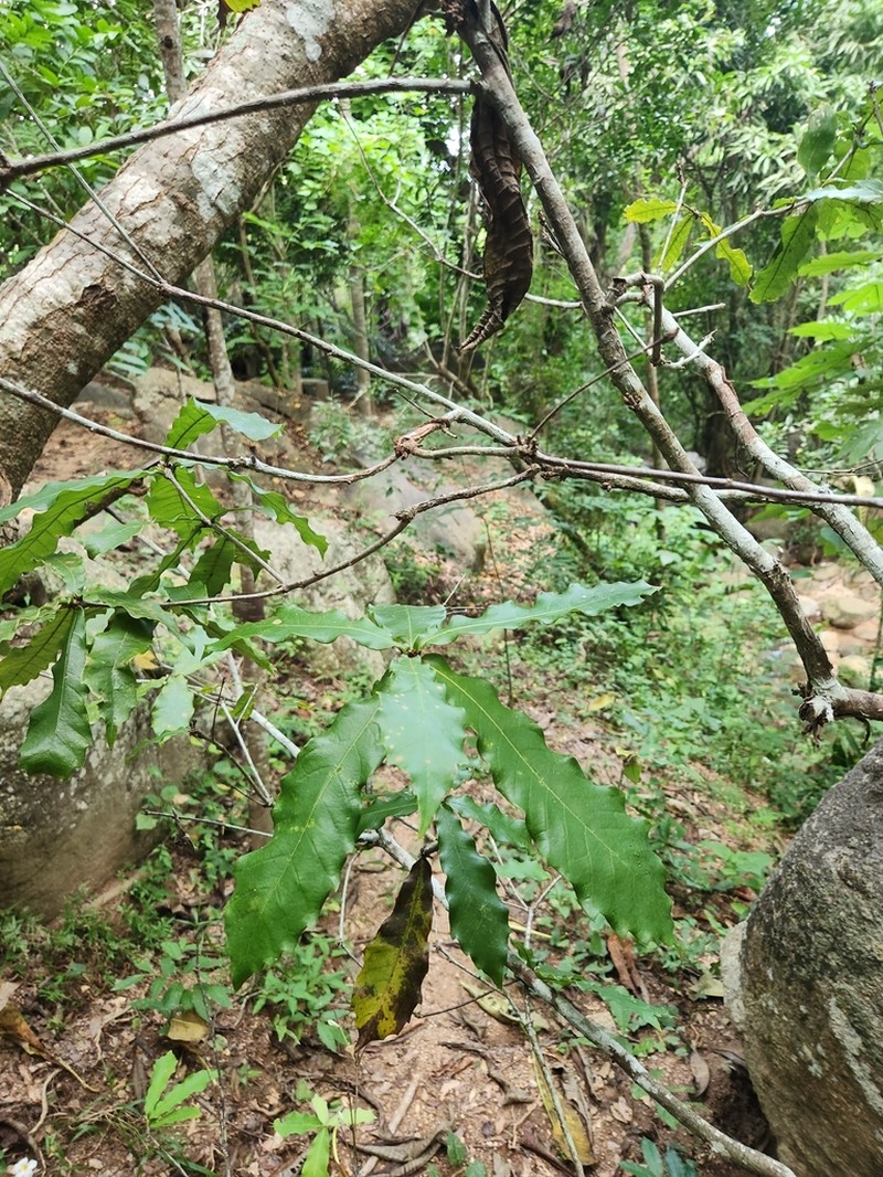 Quercus salicifolia photo 3