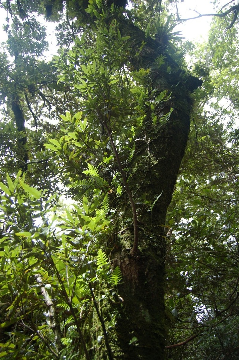 Quercus salicifolia photo 4