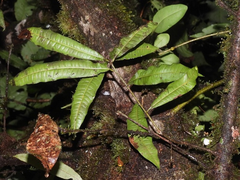 Quercus salicifolia photo 5