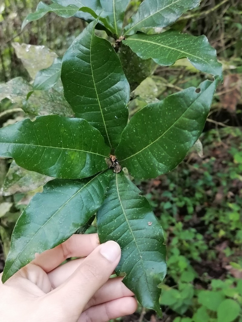 Quercus salicifolia photo 6