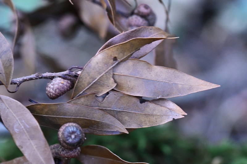 Quercus salicifolia photo 7
