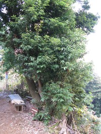 Quercus salicina